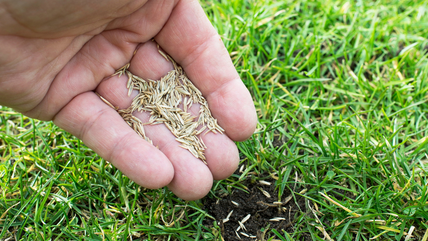 Hand mit Grassamen über einer Rasenfläche, daneben eine kahle Stelle mit dunkler Erde